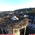 06_50-nest.jpg