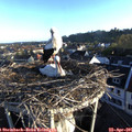 07_05-nest.jpg