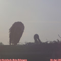 07_10-mast.jpg