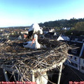 07_10-nest.jpg