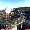 07_15-nest.jpg