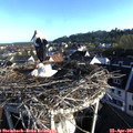 07_25-nest.jpg
