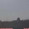 07_50-mast.jpg