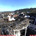 07_50-nest.jpg