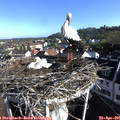 08_10-nest.jpg