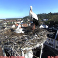 08_15-nest.jpg