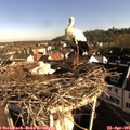 08_20-nest.jpg