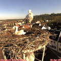 08_30-nest.jpg