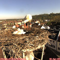 08_40-nest.jpg