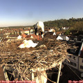 08_50-nest.jpg