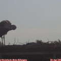 08_55-mast.jpg