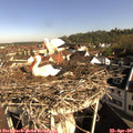 09_00-nest.jpg