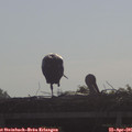 09_10-mast.jpg