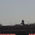 09_15-mast.jpg