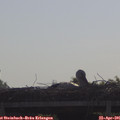09_30-mast.jpg