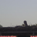 09_35-mast.jpg