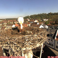09_45-nest.jpg