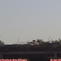 09_50-mast.jpg