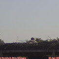 09_55-mast.jpg