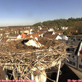 09_55-nest.jpg