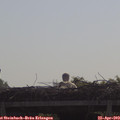 10_00-mast.jpg
