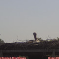 10_05-mast.jpg