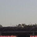 10_10-mast.jpg