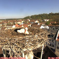 10_10-nest.jpg