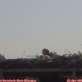 10_15-mast.jpg