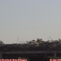 10_20-mast.jpg