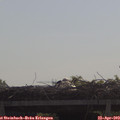 10_25-mast.jpg