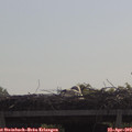 10_30-mast.jpg