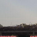 10_35-mast.jpg
