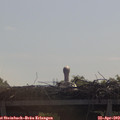 10_40-mast.jpg