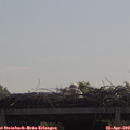 10_45-mast.jpg