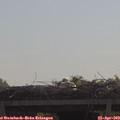 10_50-mast.jpg