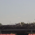 10_55-mast.jpg