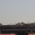 11_00-mast.jpg