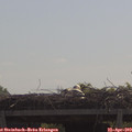 11_05-mast.jpg
