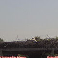 11_10-mast.jpg