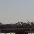 11_15-mast.jpg