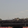 11_20-mast.jpg