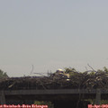 11_25-mast.jpg