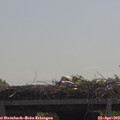 11_30-mast.jpg