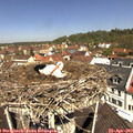 11_30-nest.jpg