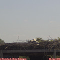 11_35-mast.jpg