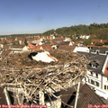 11_35-nest.jpg