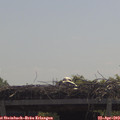 11_40-mast.jpg