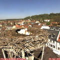 11_40-nest.jpg