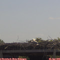 11_45-mast.jpg